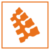 scoliosis-icon-orange