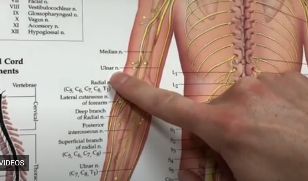 ulnar nerve floss stretch